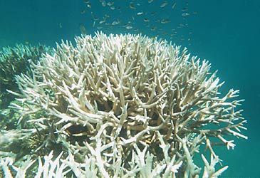 Which environmental threat causes coral bleaching on the Great Barrier Reef?