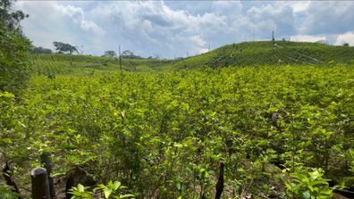 Cette photo, prise le 31 mai 2022, montre des plantations de coca dans la communauté Unipacuyacu au Pérou. 