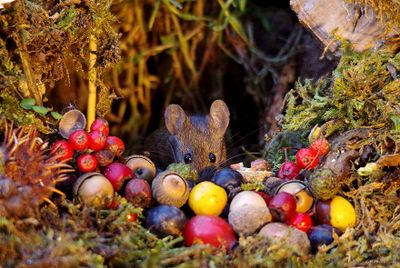 Mice in backyard