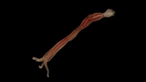 Faceless ‘zombie’ worms found in abyss off Australian coast