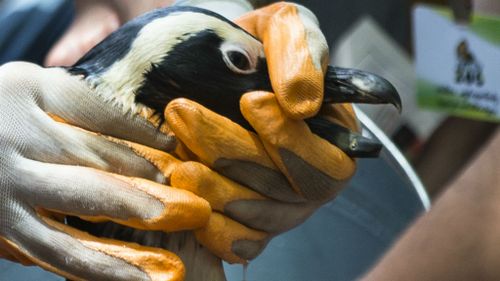 Missing zoo penguin found alive nine days after Georgia floods