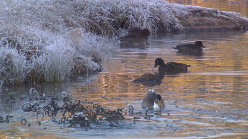 Even Sydney couldn't escape the frigid morning, with western suburbs also dropping below zero. Image: 9News