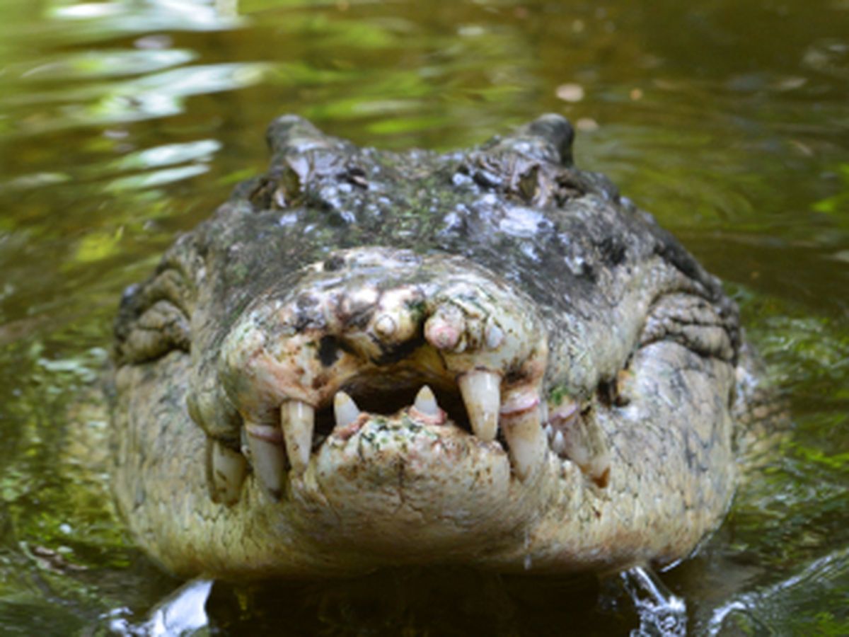 Pigs to the Rescue: An Invasive Species Helped Save Australia's Crocodiles  - The New York Times