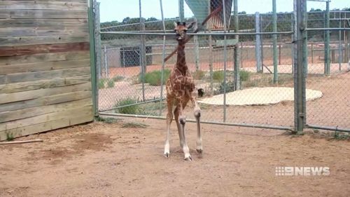 The giraffe was released into the herd at Monarto Zoo. (9NEWS)