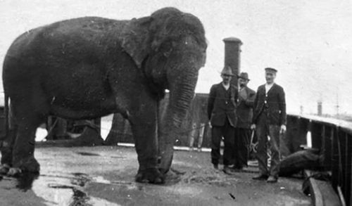 An elephant is taken by barge to the new Taronga Zoo site in 1916. (Supplied)