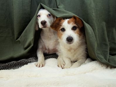 Two scared or afraid puppies dogs hide behind a green curtain.