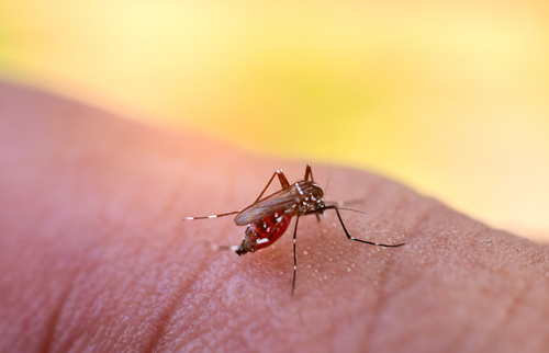 Mosquito sucking blood