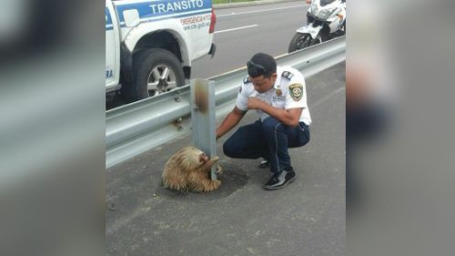 A Quevedo transport officer was responsible for rescuing the stranded sloth. (Facebook/Comisión de Tránsito del Ecuador)