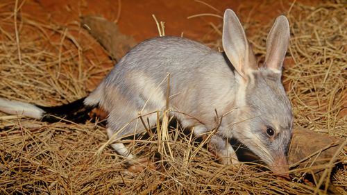 bilby