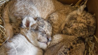 Liūtų jauniklių trijulė, gimusi Tarongos Vakarų lygumų zoologijos sode, Dubbo.