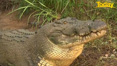 Today Tim Davies feeds crocodile live on air