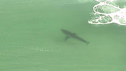 A shark spotted by the 9NEWS helicopter. (File image)