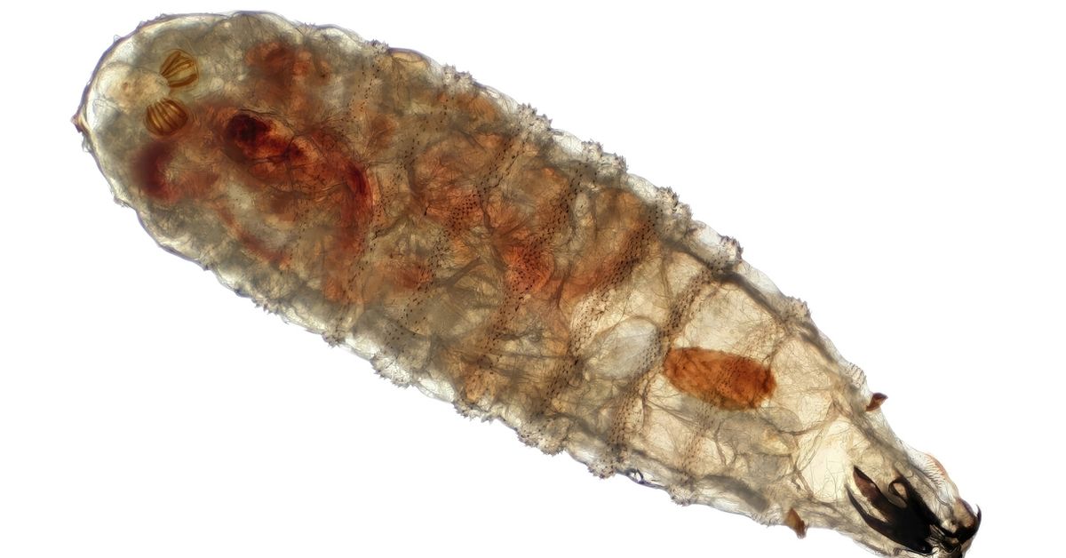 New human screwworm flesh-eating parasite case in Maryland uncovered in health concern
