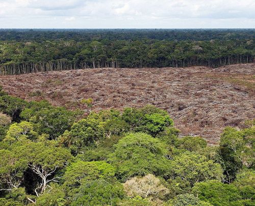 Deforestation in the Brazilian Amazon reached 2,254.8 square kilometers in July 2019, an area 278 percent larger compared to the same month last year, according to the National Institute of Space Research (INPE).