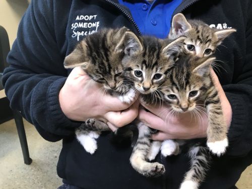 Two cases of kitten dumping unfolded in Adelaide at the weekend. (9NEWS)