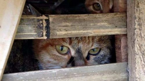 Truck filled with hundreds of living cats seized en route to Vietnamese restaurants