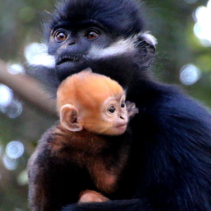 Taronga Zoo S New Baby Monkey Is Adorable Endangered Ginger Nine Com Au
