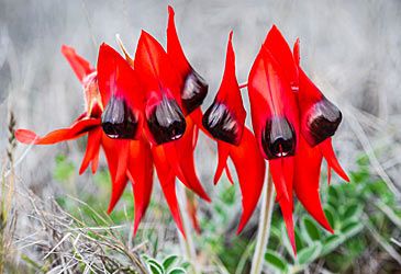 Sturt's desert pea is the floral emblem of which Australian state?