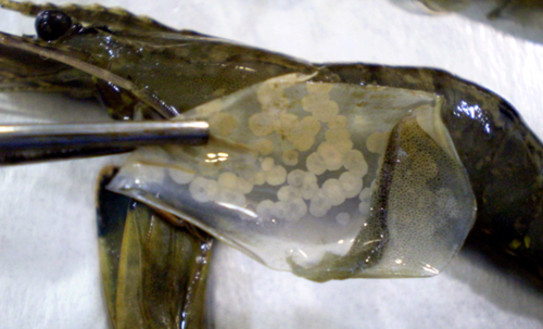 The positive result for the disease were found in crab and prawn samples from the northern Moreton Bay region and the Redcliffe Peninsula area.