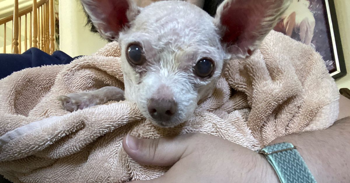 Gizmo the dog went missing in Las Vegas in 2015. He’s been found alive