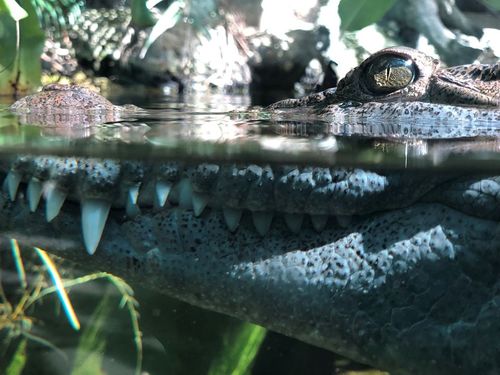 Philippine crocodiles are a rare species.