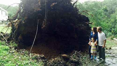 Liberal MP Lucy Wicks' home became water damaged after an 80m blackbutt tree crashed into the roof during a storm.