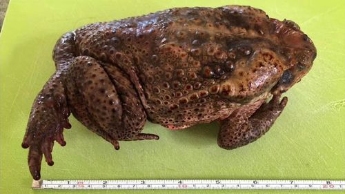 A 20 centimetre cane toad has been found on a property in Kenthurst in Sydney's Hills district.