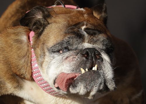 A close-up of Zsa Zsa's award-winning face. (AAP)