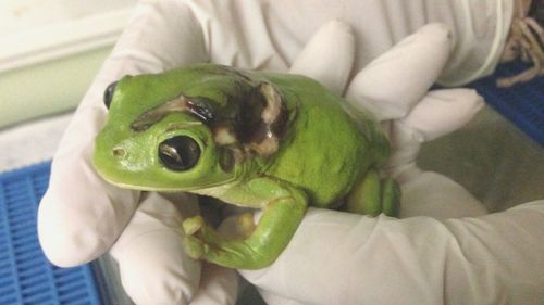 Frog hit by lawn mower flown to Cairns hospital for life-saving treatment 