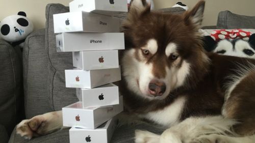 Chinese billionaire spoils dog with eight iPhone 7s