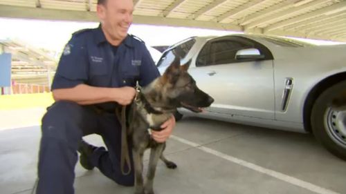 Four of the much-loved dog squad veterans died this year. (9NEWS)