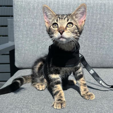 The Kitten Sanctuary - kitten on a harness outdoors.
