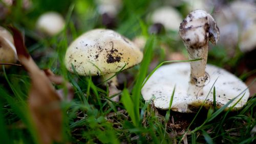 Deadly death cap mushrooms 