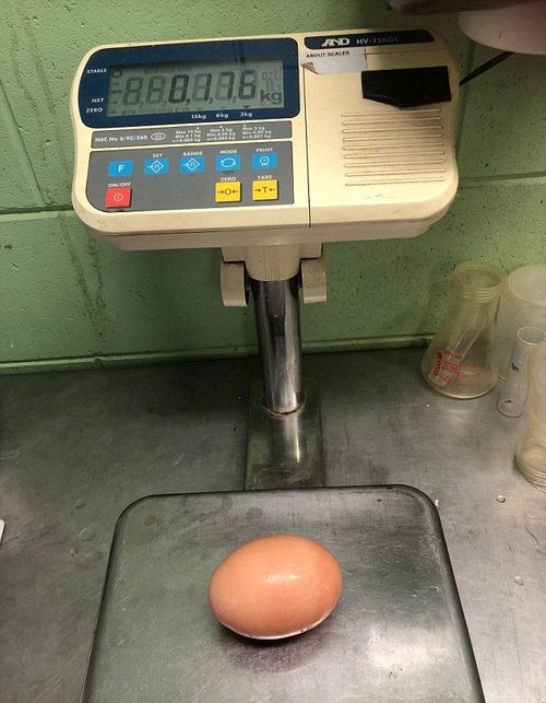 This egg's off the scales. (Image: Stockman's Eggs)