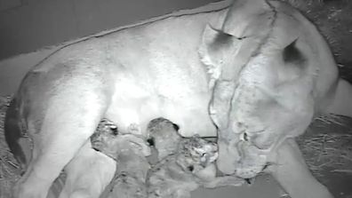 Werribee Open Range Zoo a accueilli une portée saine de trois précieux lionceaux - le premier de cette espèce menacée à naître au zoo en près de six ans.