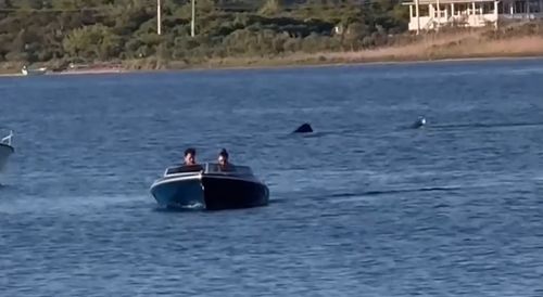 Aï»¿ monster-sized shark has been spotted off the US coast in the state of Rhode Island. The 20-foot (6 metre) shark was caught on video by local Jen Seebeck on Memorial Day weekend, before it was posted to the Atlantic Shark Institute's social pages. 