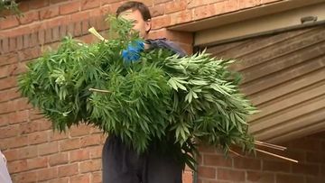 Cannabis raids Sydney