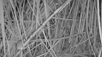 Infrared cameras show rats feasting on sugarcane at night.