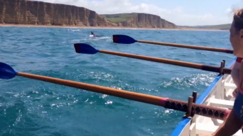 The pod of dolphins were caught on camera by a member of the rowing team. (9NEWS)