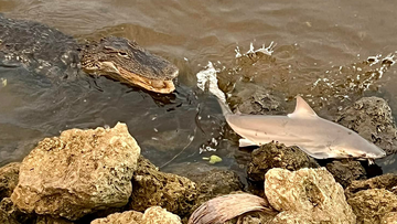Out of nowhere an alligator launched from the murky depths at the young bull shark. 
