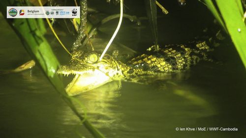 Conservationists found baby Siamese crocodiles earlier this month in a river in the Srepok Wildlife Sanctuary in Cambodia. 