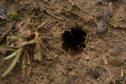 The insects are generally beneficial to local ecology. Their emergence tunnels in the ground acts as a natural aeration of the soil