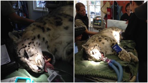 Snow leopards 'changing their spot' at Melbourne Zoo