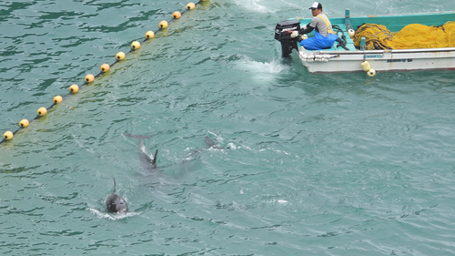 A fisherman is seen herding dolphins into a sea pen before slaughter in Taiji, Japan.