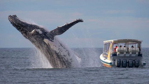 Sydney whale-watchers’ close encounter with breaching humpback