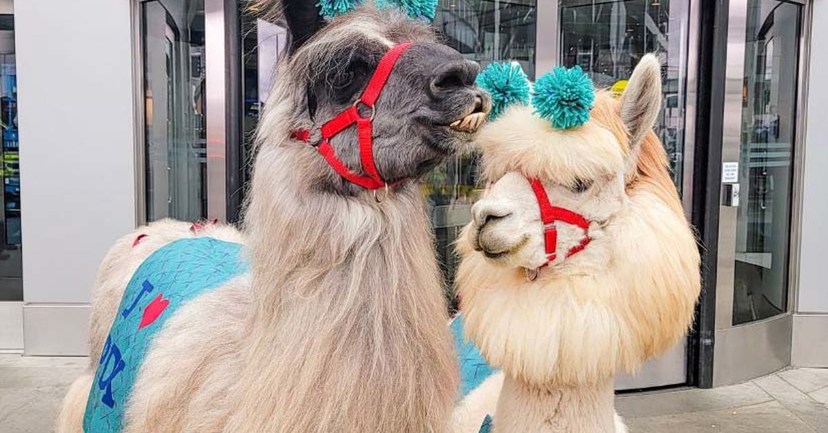 Portland Airport, USA: “Therapy” llamas are among the offerings at the newly designed airport