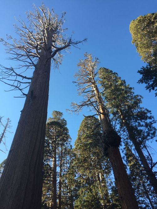 The Sierra Nevada in northern California is famous for the majestic sequoias.