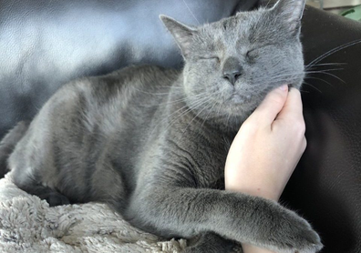 Cat sitting nine-year-old Shady in Austin, Texas.