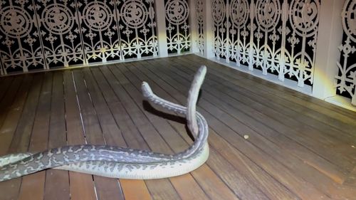 Two pythons have been filmed wrestling at a Queensland home as breeding season begins in the state.
