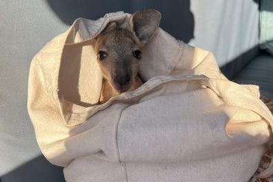 The joey was kept safe tucked in a pillow case.